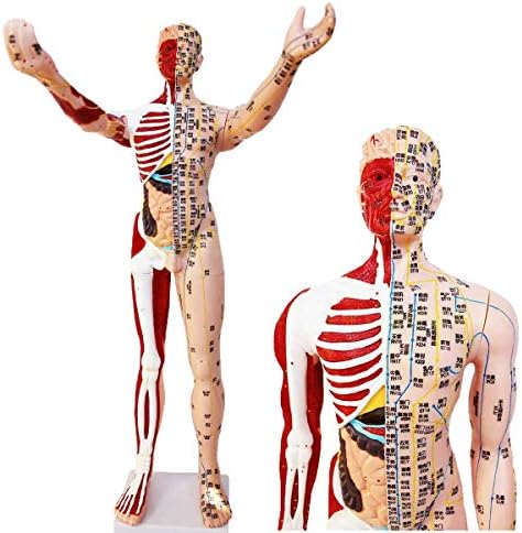 FHUILI 85 Cm Erkek Akupunktur Modeli - İnsan Akupunktur Modeli Masaj ile Kas-Süper Net Yazı Yarım Cilt Yarım Kas Anatomisi