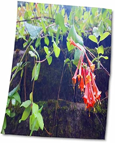 3dRose TDSwhite – Yaz Mevsimlik Doğa Fotoğrafları - Hanımeli Çiçek Açan Asma-Havlular (twl-284550-3)